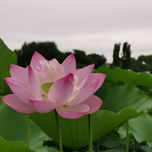 七月六日是什么日子 七月六日是什么日子