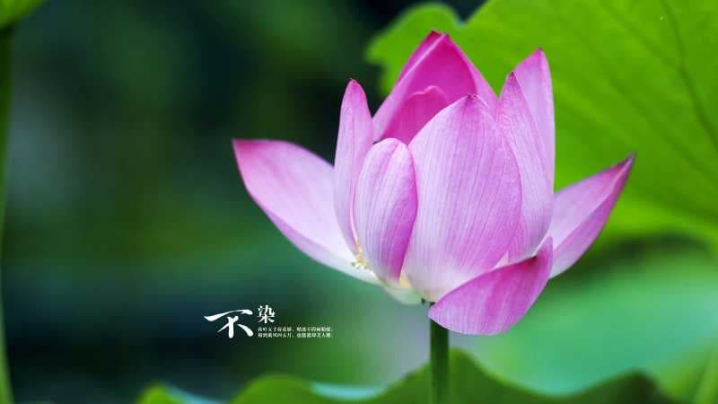 梦见生气， 【梦见生气】怎么回事？解析梦中生气的意义及其背后的心理暗示