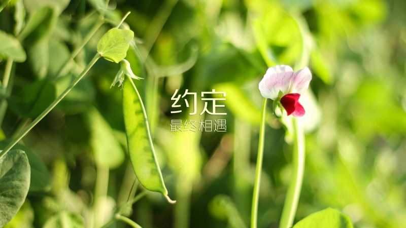 2020属鼠女孩高分名字