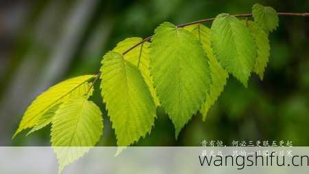 48星区详解：白羊座一的性格分析