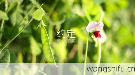 9月6日生日花语:秋蒲公英,9月6日是什么星座?