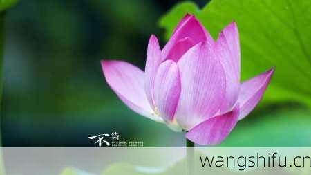 8月1日生日花语：白花曼陀罗，8月1日是什么星座？